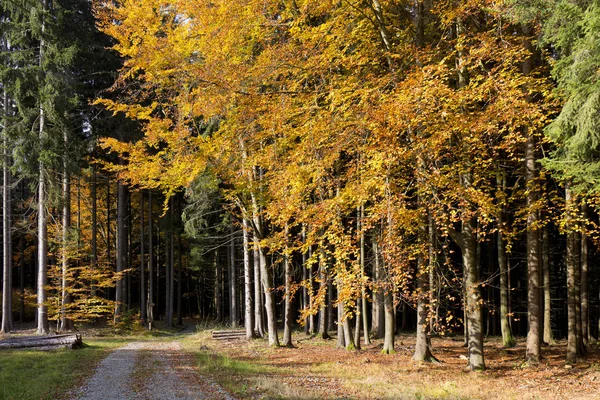 Красива осінь лісу у південному Богемія, Чеської Республіки — стокове фото