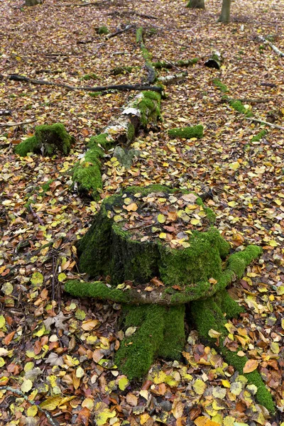 Vackra höst skog i södra Böhmen, Tjeckien — Stockfoto