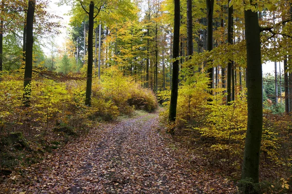 Krásný podzim lesa v jižních Čechách, Česká republika — Stock fotografie