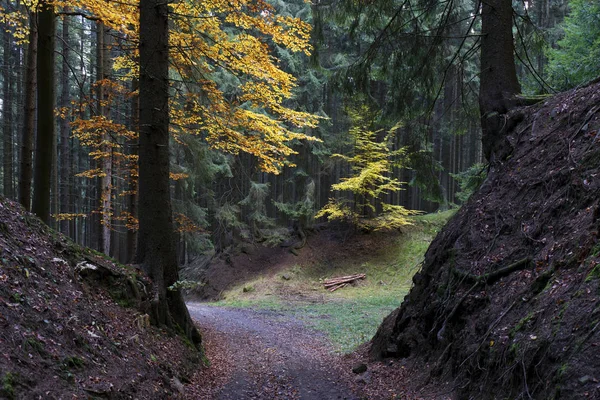 Krásný podzim lesa v jižních Čechách, Česká republika — Stock fotografie
