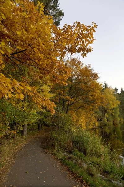 Beautiful autumn Forest in south Bohemia, Czech Republic — Stock Photo, Image