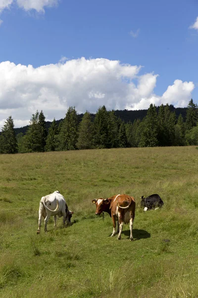 Paisagem verde claro com vacas em pastagem, Montanhas Magura na Eslováquia — Fotografia de Stock