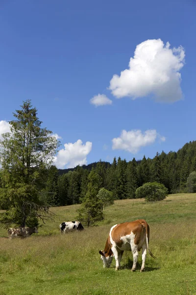 Wyczyścić zielony krajobraz z krów na pastwiskach, góry Magura w Słowacji — Zdjęcie stockowe