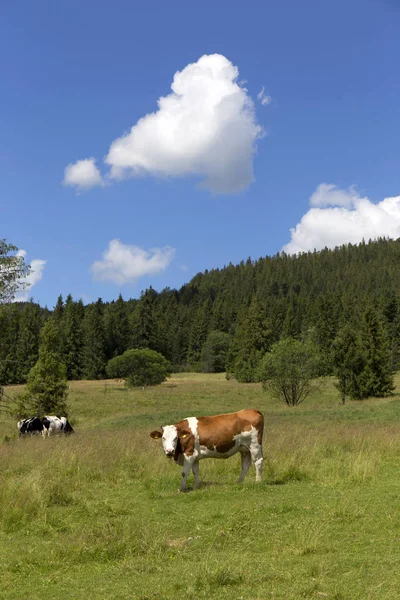 Világos zöld táj, a legelő tehenek hegyek Magura Szlovákiában — Stock Fotó