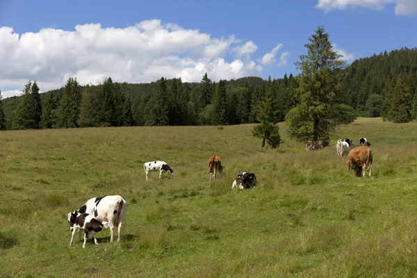 Wyczyścić zielony krajobraz z krów na pastwiskach, góry Magura w Słowacji — Zdjęcie stockowe