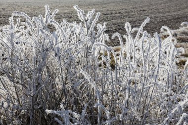 Buzlu buzlu ağaçlar ve bitkiler ile peri masalı karlı kış kırsal
