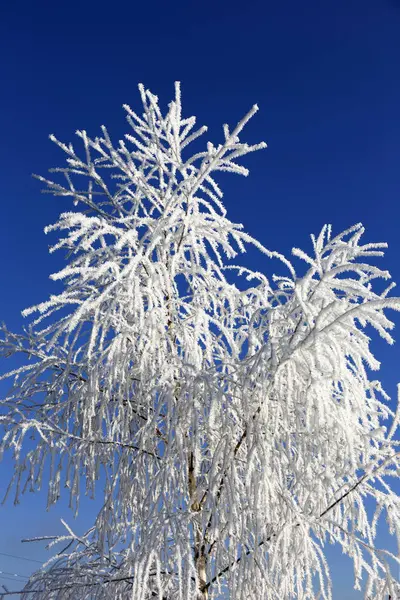 多雪的美丽童话冬季农村与蓝蓝的天空，在中央的波西米亚，捷克共和国 — 图库照片