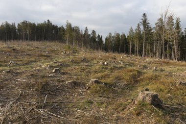 Güzel Wilderness, Güney çek dağlar Sumava bahar
