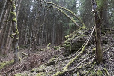 Güzel Wilderness, Güney çek dağlar Sumava bahar