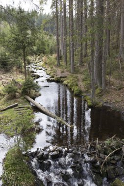 Güzel Wilderness, Güney çek dağlar Sumava bahar