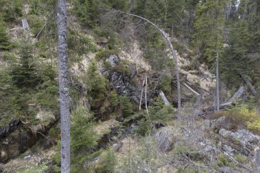 Güzel Wilderness, Güney çek dağlar Sumava bahar