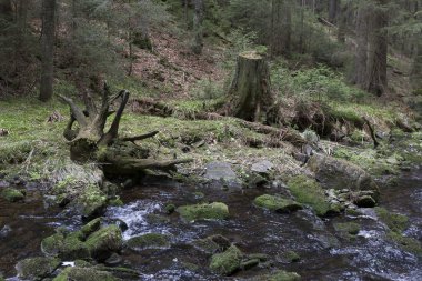 Güzel Wilderness, Güney çek dağlar Sumava bahar