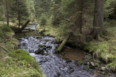 Güzel Wilderness, Güney çek dağlar Sumava bahar