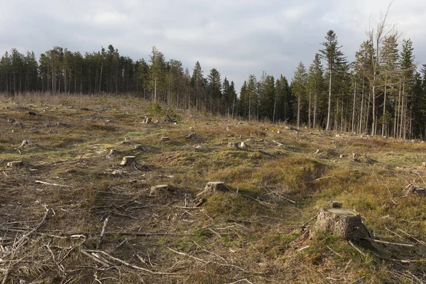 Bela natureza selvagem, a primavera Montanhas Sumava no sul da República Checa — Fotografia de Stock