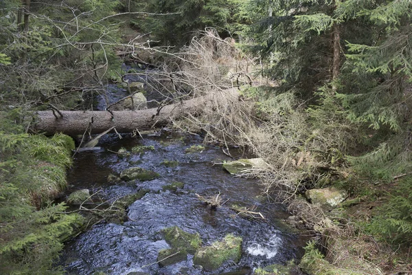 Όμορφη αγριότητα, την άνοιξη στα βουνά Sumava στο νότιο Τσεχίας — Φωτογραφία Αρχείου