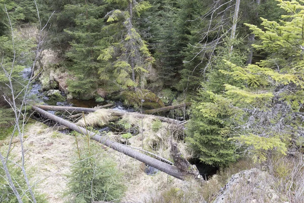 Bela natureza selvagem, a primavera Montanhas Sumava no sul da República Checa — Fotografia de Stock