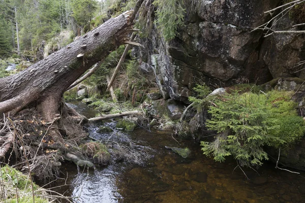 Όμορφη αγριότητα, την άνοιξη στα βουνά Sumava στο νότιο Τσεχίας — Φωτογραφία Αρχείου