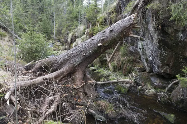 Όμορφη αγριότητα, την άνοιξη στα βουνά Sumava στο νότιο Τσεχίας — Φωτογραφία Αρχείου