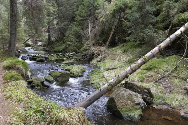 Pięknej, dzikiej przyrody, wiosna Góry Szumawa w południowych Czechach — Zdjęcie stockowe