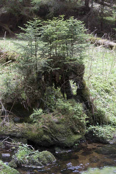 Wunderschöne Wildnis, das Frühlingsgebirge Sumava im Süden Tschechiens — Stockfoto