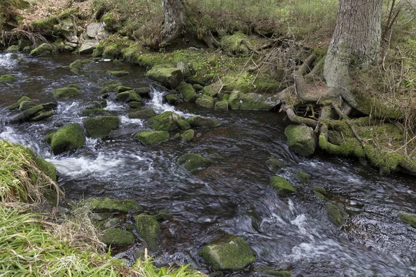 Όμορφη αγριότητα, την άνοιξη στα βουνά Sumava στο νότιο Τσεχίας — Φωτογραφία Αρχείου