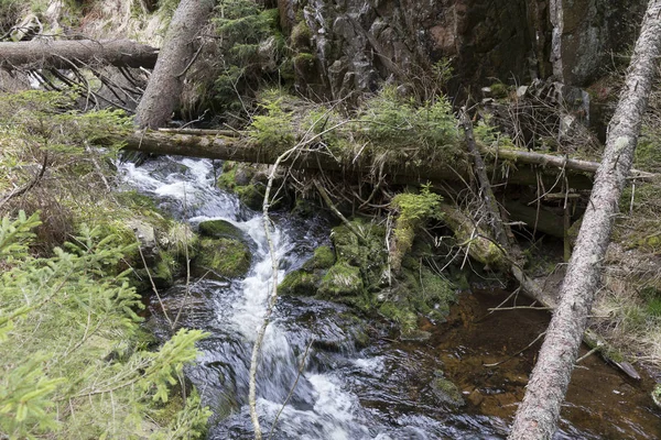 Όμορφη αγριότητα, την άνοιξη στα βουνά Sumava στο νότιο Τσεχίας — Φωτογραφία Αρχείου