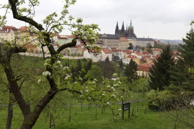 Doğa ve çiçekli ağaçlar, Çek Cumhuriyeti Prag şehir bahar yeşil ile görüntüleyin