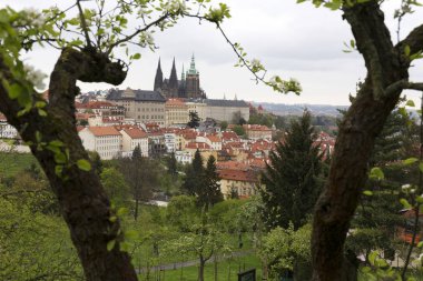 Doğa ve çiçekli ağaçlar, Çek Cumhuriyeti Prag şehir bahar yeşil ile görüntüleyin