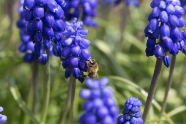 Yeşil doğada Menekşe çiçek arıya