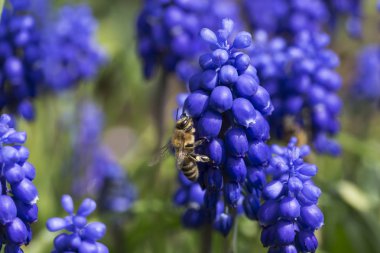 Yeşil doğada Menekşe çiçek arıya