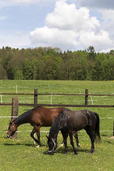 Grazing Cavalos no pasto verde — Fotografia de Stock
