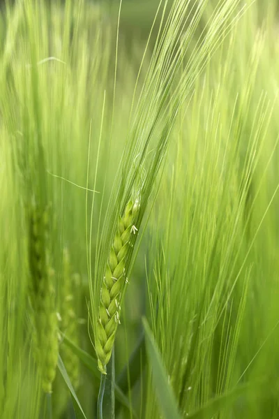 Detail of green Barley Spike — Stock Photo, Image