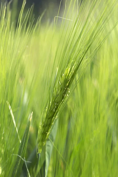 Detail van groene gerst Spike — Stockfoto
