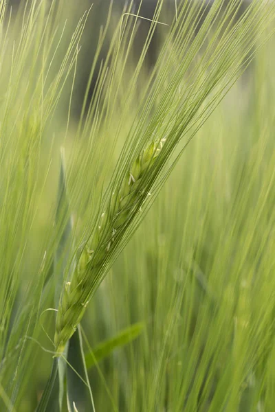 Detalle de espiga de cebada verde —  Fotos de Stock