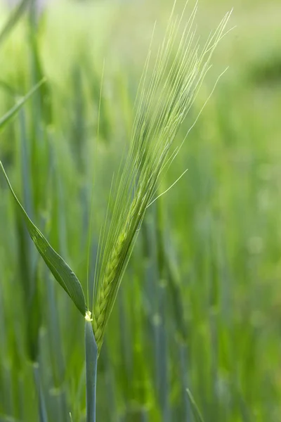 Detail van groene gerst Spike — Stockfoto