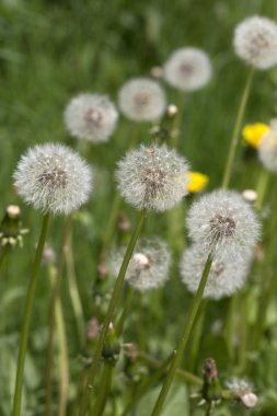 Dandelions ayrıntılı