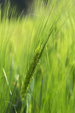 Yeşil arpa Spike detay