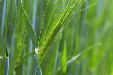 Yeşil arpa Spike detay