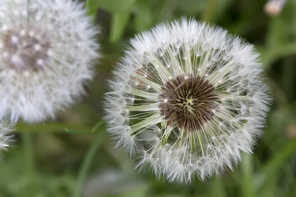 Pissenlits dans le détail — Photo