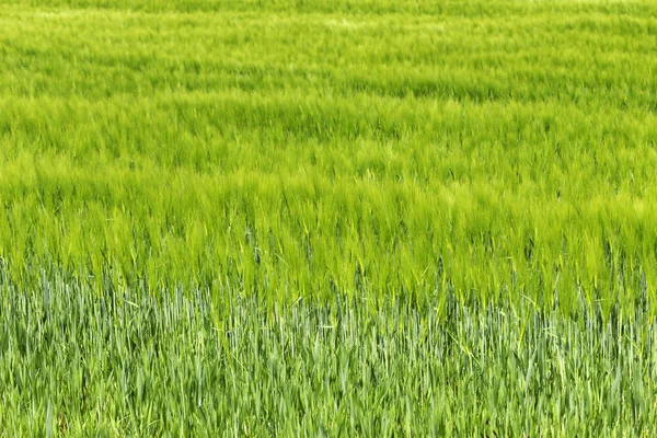 Lente gebied van groene gerst — Stockfoto