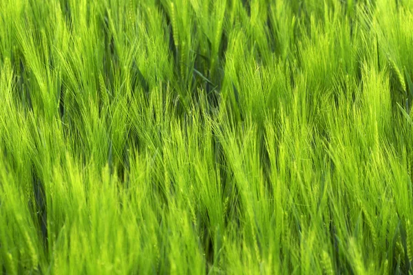 Lente gebied van groene gerst — Stockfoto