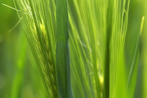 Detalle de espiga de cebada verde —  Fotos de Stock