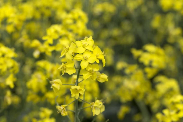 Detalhe do estupro amarelo — Fotografia de Stock