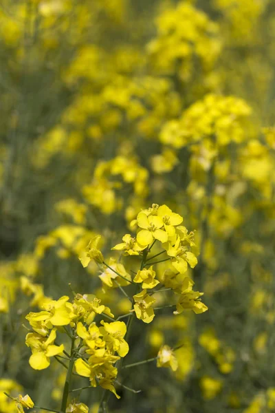 Detalj av den gula raps — Stockfoto