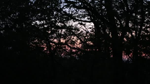 晚上春天自然与鸟鸣声 — 图库视频影像