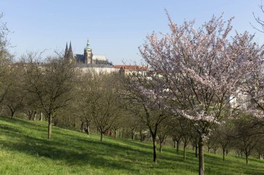Bahar Prague City ile Gotik Kalesi ve yeşil doğa ve çiçekli ağaçlar, Çek Cumhuriyeti