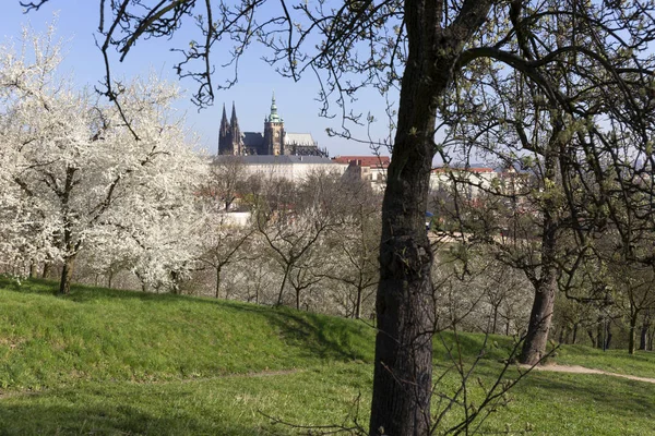 ゴシック様式の城と緑の自然、チェコ共和国の花木と春プラハ市 — ストック写真