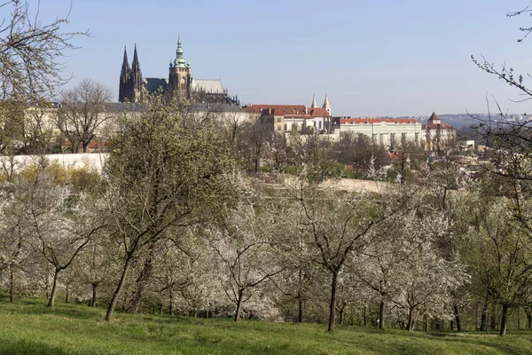 Bahar Prague City ile Gotik Kalesi ve yeşil doğa ve çiçekli ağaçlar, Çek Cumhuriyeti