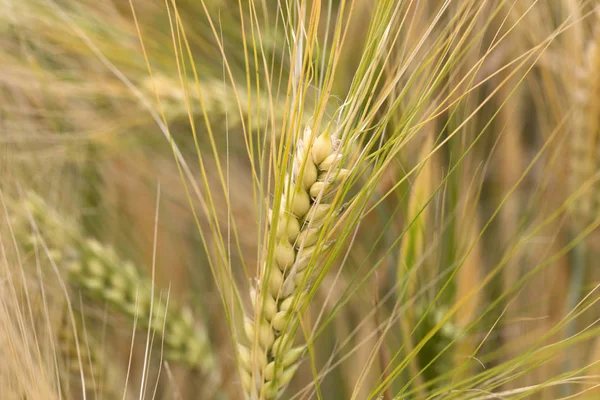 Detail of the Barley Spike — Stock Photo, Image