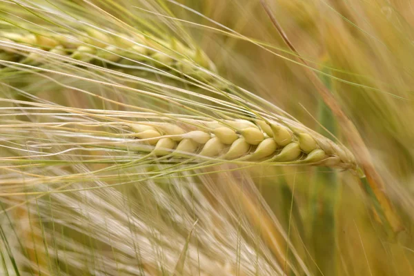 Detail of the Barley Spike — Stock Photo, Image